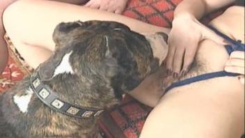 Animal sex videos starring seasoned zoophiles