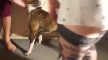 Voluptuous-bootied slut hammered by a alluring beast