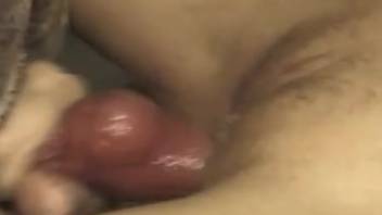 Bestiality adult film featuring plenty of steamy mounting