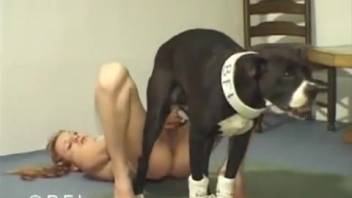 Naughty girl screwing dog joyfully