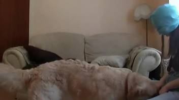 Perverted young woman has sex with dog on webcam. Complimentary zoophilia and beast porn
