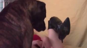 Canine intercourse clips featuring doggy position banging. Complimentary zoophilia and beast sex footage