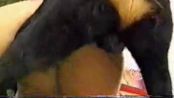 Canine copulation video featuring a slender whore. Complimentary zoophilia and beast sex content