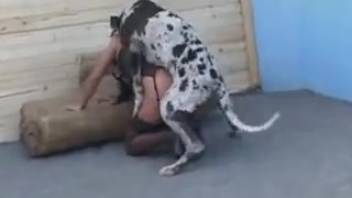 Spotted dog commands her pretty opening in this spot