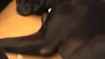 Flat-chested woman screws a canine on the ground