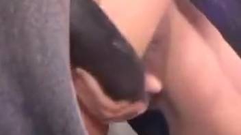Dark-haired babe taking it from a massive-dicked horse
