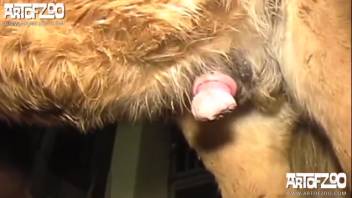 Swine in animal park adult video anthology in high-definition resolution