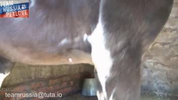 Female engaging in oral intercourse with a horse. Complimentary zoophilia and beast sex videos