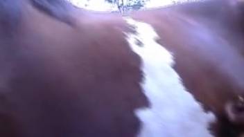 Woman screws horse with legs wide open