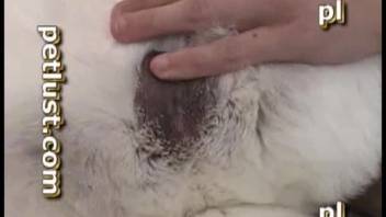 A man and a husky are screwing steamy and alluring partners