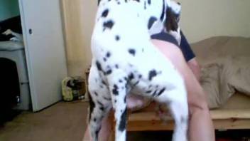 Gay anal bestiality featuring a human receiver