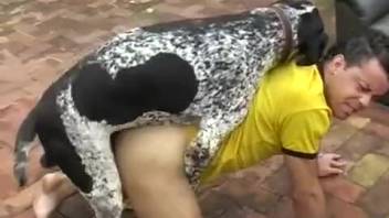 Gay zoophile screwed by a dog outdoors