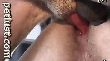 Doggo drilling a dude's butthole