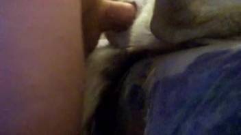 Homosexual zoophilia featuring anal gaping. Complimentary beast sex and animal erotica
