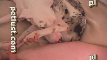 Doggystyle vagina control by a well-endowed guy