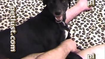 Bald guy overpowering a dark female dog's cunt