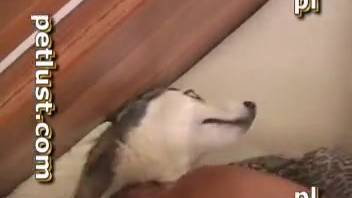 Intense doggy-style banging scene with guys