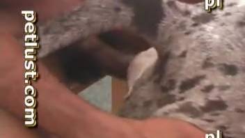 Guy pounding a steamy canine vagina right here