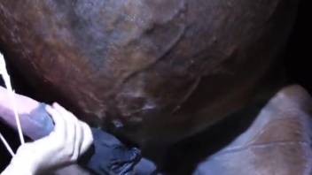 Dude screws horse with a blowjob on video