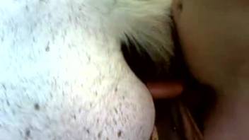 Guy banging a female horse's flawless cunt