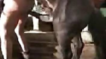 Horse rams its dick in that tight asshole