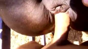 Guy rams his dick into an animal's screw hole