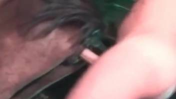 Large man horse sex video. Complimentary zoophilia and beast porn