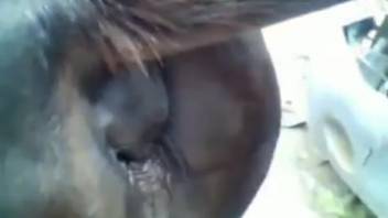 Horse sex video featuring an obedient mare