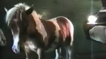 Huge dick horse pounding a furry butthole