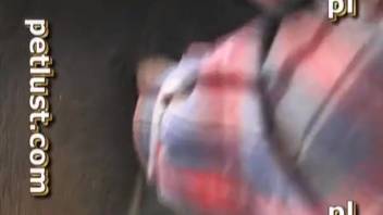 bestiality video guy blows equine cock