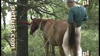 Stallion banging video with a well-endowed guy. Complimentary zoophilia and beast sex porn