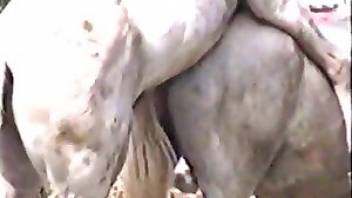 Male beastiality horse on horse fuck. Free bestiality and animal porn