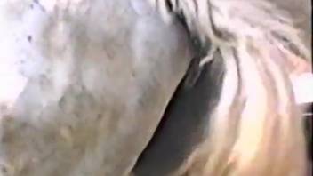 Man's bestiality with horse-on-horse intercourse. Complimentary zoo sex and beast pornography