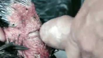 Hen's rear hammered by man's dick