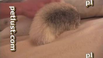 Gay zoophilia with dogs in bed bestiality erotica