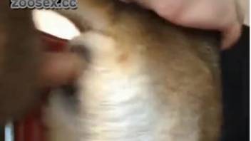 Man screws female dog's asshole on video
