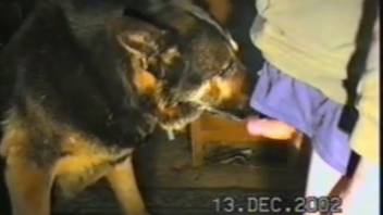 Elegant gentlemen deepthroat a canine on video