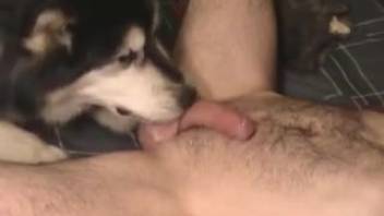 Remarkable homosexual bestiality featuring a tiny dog