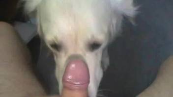 Sweet man fucks and cums on his doggy
