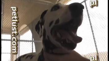 Crazy dude bangs a joyful-looking pup
