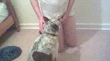Attractive gentleman engaging in intercourse with a pleasant canine