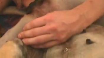 Guy penetrates female dog softly and deeply in her vagina