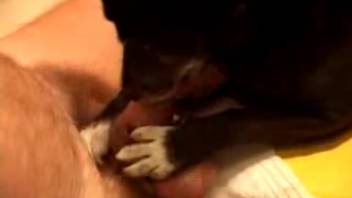 Guy screws canine in a steamy adult flick