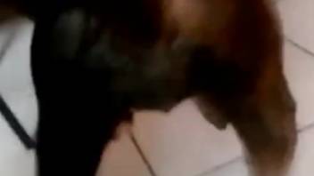 Guy fingering a female dog's vagina and ejaculating