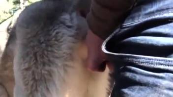 Homosexual canine erotica featuring finger play and additional acts