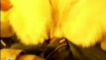 First-person perspective sex film featuring a guy with a huge cock