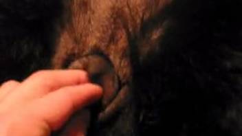 Guy employs his thick dick to bang a horse