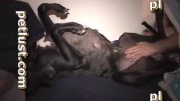 Amazing bestiality video with a lustful animal