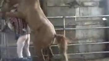 Equine adult film featuring a massive stallion penis