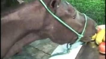 Charming equine adult film featuring a well-endowed man